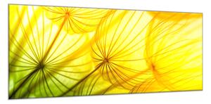 Obraz sklenený žltozelená odkvitnutá púpava - 40 x 60 cm