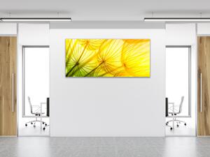 Obraz sklenený žltozelená odkvitnutá púpava - 50 x 100 cm
