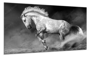 Obraz sklenený kôň šedý grošiak v pohybe - 40 x 60 cm