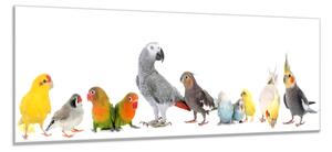 Obraz sklenený papagáj rôzne druhy - 50 x 100 cm