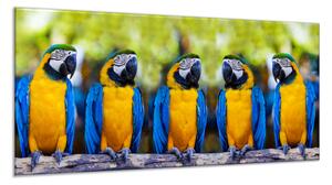 Obraz sklenený papagáj päť ara ararauna na vetve - 50 x 70 cm
