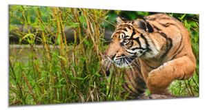 Obraz sklenený zlatý tiger na love - 50 x 100 cm