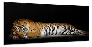 Obraz sklenený ležiaci zlatý tiger - 34 x 72 cm