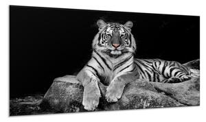 Obraz sklenený ležiaci biely tiger na kameni - 30 x 60 cm