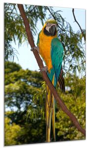Obraz sklenený papagáj ara ararauna v parku - 30 x 60 cm