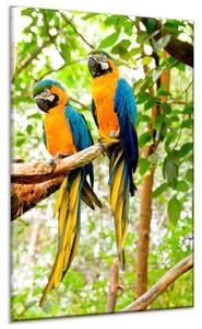 Obraz sklenený papagáj dve ary ararauny - 50 x 100 cm