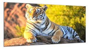 Obraz sklenený zlatý tiger na kameni - 50 x 100 cm