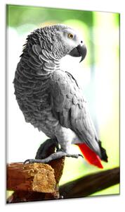 Obraz sklenený papagáj žako bočný pohľad - 34 x 72 cm