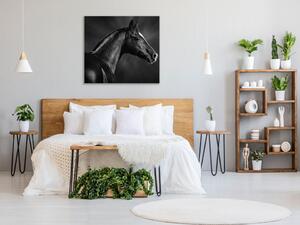 Obraz sklenený čierny kôň s bielou lysinou - 40 x 40 cm