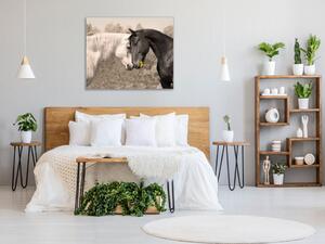 Obraz sklenený zamilovaný kôň biely a čierny - 55 x 55 cm