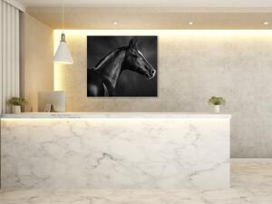 Obraz sklenený čierny kôň s bielou lysinou - 50 x 50 cm