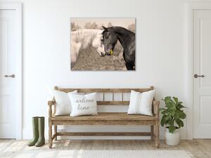 Obraz sklenený zamilovaný kôň biely a čierny - 40 x 40 cm