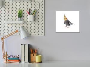 Obraz sklenený papagáj korela šedá - 50 x 50 cm