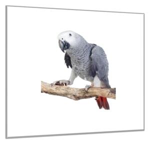 Obraz sklenený papagáj žako - 50 x 50 cm