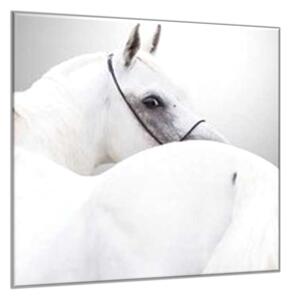 Obraz sklenený detail biely kôň - 55 x 55 cm