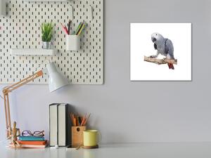 Obraz sklenený papagáj žako - 40 x 40 cm