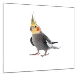 Obraz sklenený papagáj korela šedá - 50 x 50 cm
