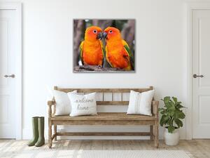 Obraz sklenený papagáj aratinga slnečné - 55 x 55 cm