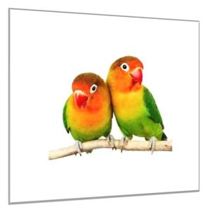 Obraz sklenený papagáj agapornis - 50 x 50 cm