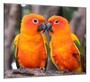 Obraz sklenený papagáj aratinga slnečné - 55 x 55 cm