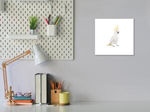 Obraz sklenený papagáj kakadu - 50 x 50 cm
