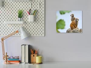Obraz sklenený surikata - 40 x 40 cm