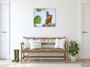 Obraz sklenený surikata - 40 x 40 cm