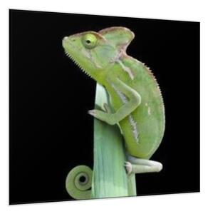 Obraz sklenený chameleón - 40 x 40 cm