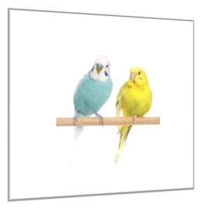 Obraz sklenený andulky - papagáj - 40 x 40 cm