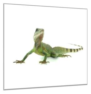 Obraz sklenený mladý leguán - 40 x 40 cm