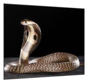 Obraz sklenený had kobra - 34 x 34 cm