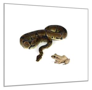 Obraz sklenený had a žaba - 40 x 40 cm
