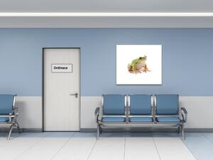 Obraz sklenený žaba rosnička - 40 x 40 cm