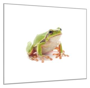 Obraz sklenený žaba rosnička - 55 x 55 cm