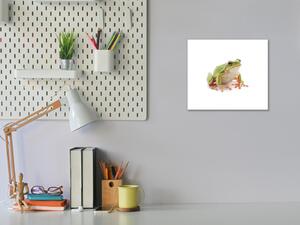 Obraz sklenený žaba rosnička - 40 x 40 cm