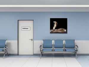 Obraz sklenený had kobra - 40 x 40 cm
