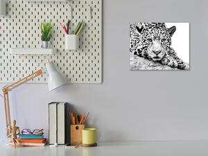 Obraz sklenený šelma jaguár - 40 x 40 cm