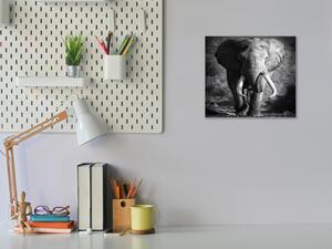 Obraz sklenený slon - 40 x 40 cm