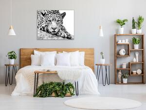 Obraz sklenený šelma jaguár - 40 x 40 cm