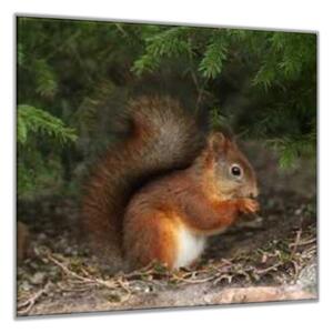 Obraz sklenený veverička s orieškom - 40 x 40 cm