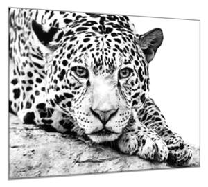 Obraz sklenený šelma jaguár - 50 x 50 cm