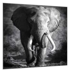 Obraz sklenený slon - 40 x 40 cm