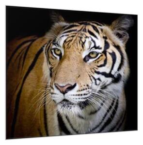 Obraz sklenený šelma tiger zlatý - 55 x 55 cm