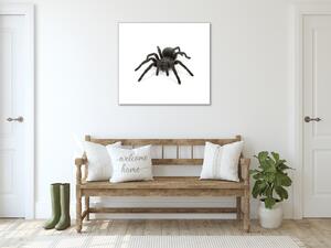 Obraz sklenený čierny pavúk - 40 x 40 cm