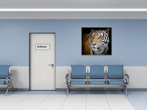 Obraz sklenený šelma tiger zlatý - 40 x 40 cm
