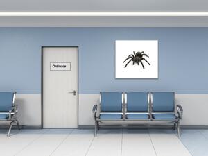 Obraz sklenený čierny pavúk - 50 x 50 cm