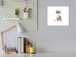 Obraz sklenený malá mačka - 40 x 40 cm