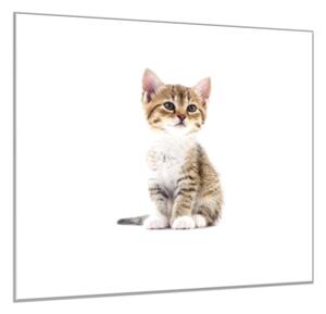 Obraz sklenený malá mačka - 40 x 40 cm