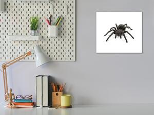 Obraz sklenený čierny pavúk - 50 x 50 cm