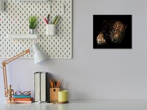 Obraz sklenený ležiaci leopard - 40 x 40 cm